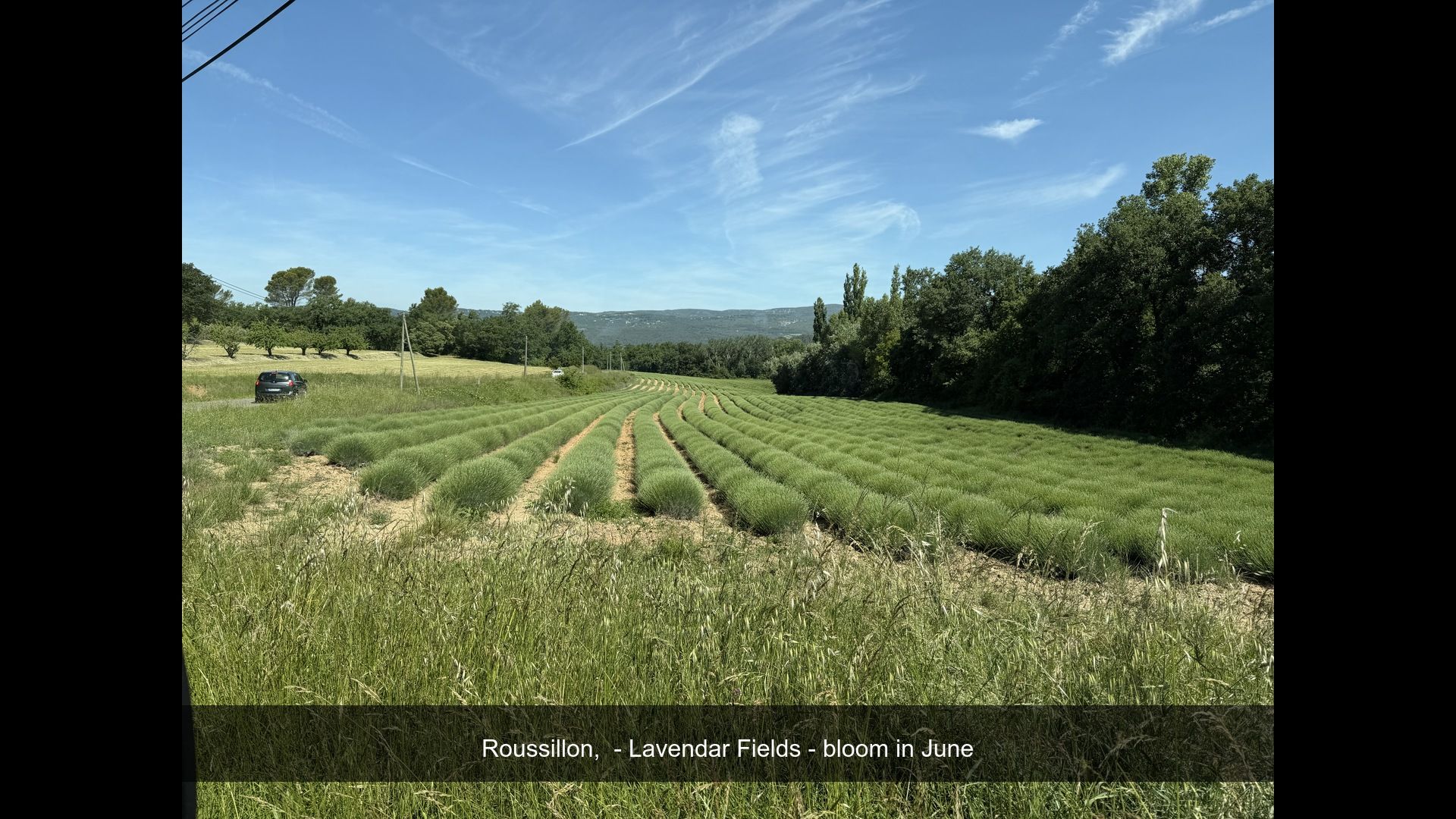 2026-05-21_IMG_5129_Lavendar_Fields.jpg