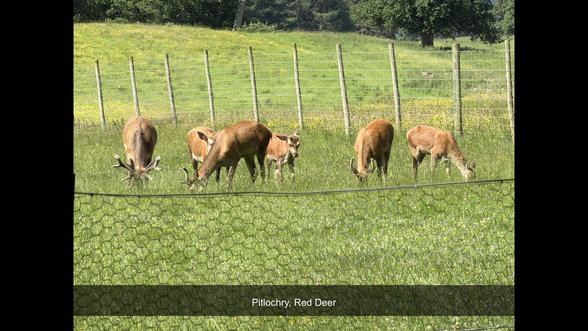 2026-06-29_IMG_6542_Red_Deer.jpg