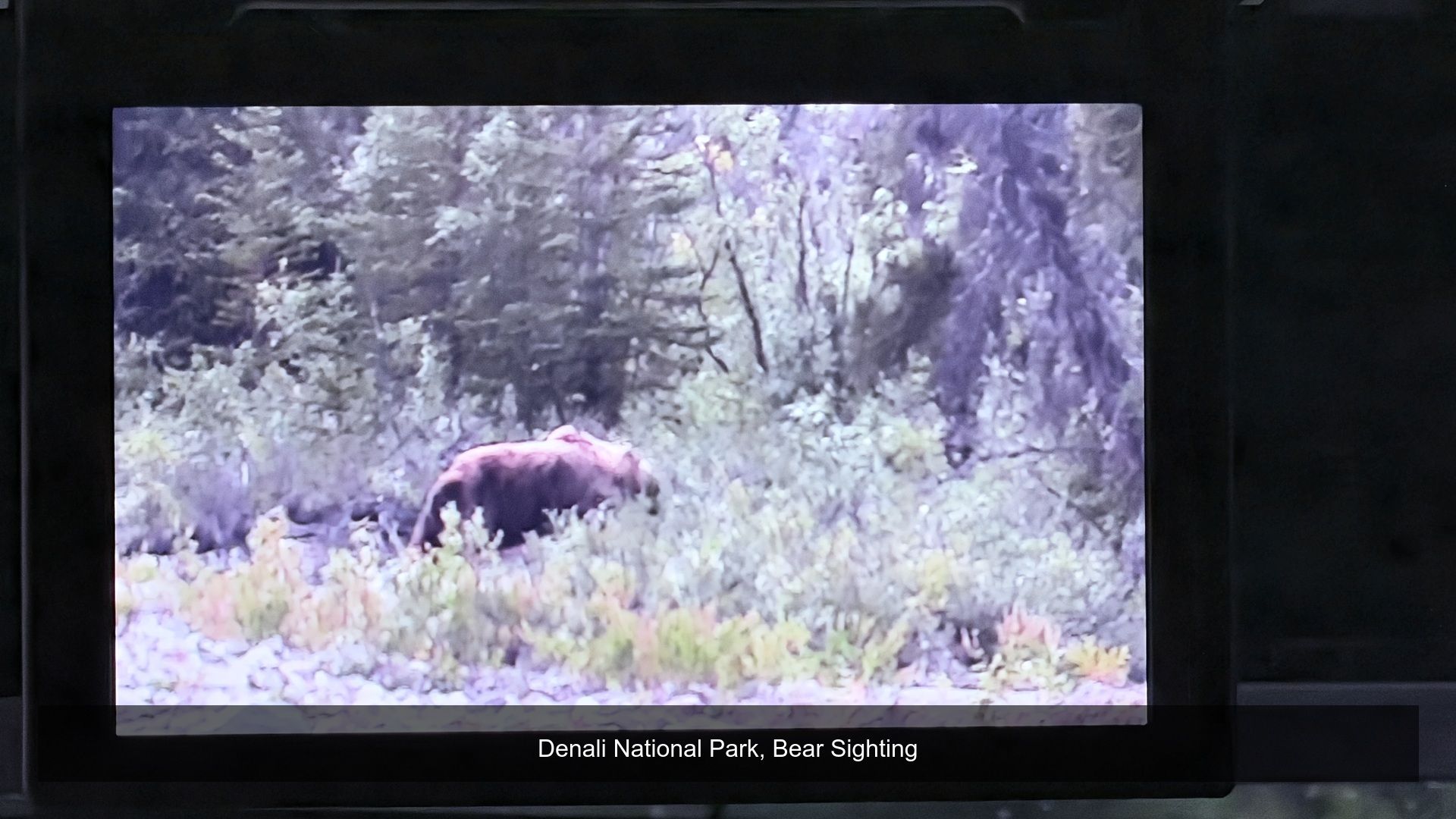 2026-08-17_062035_Bear_Sighting.jpg