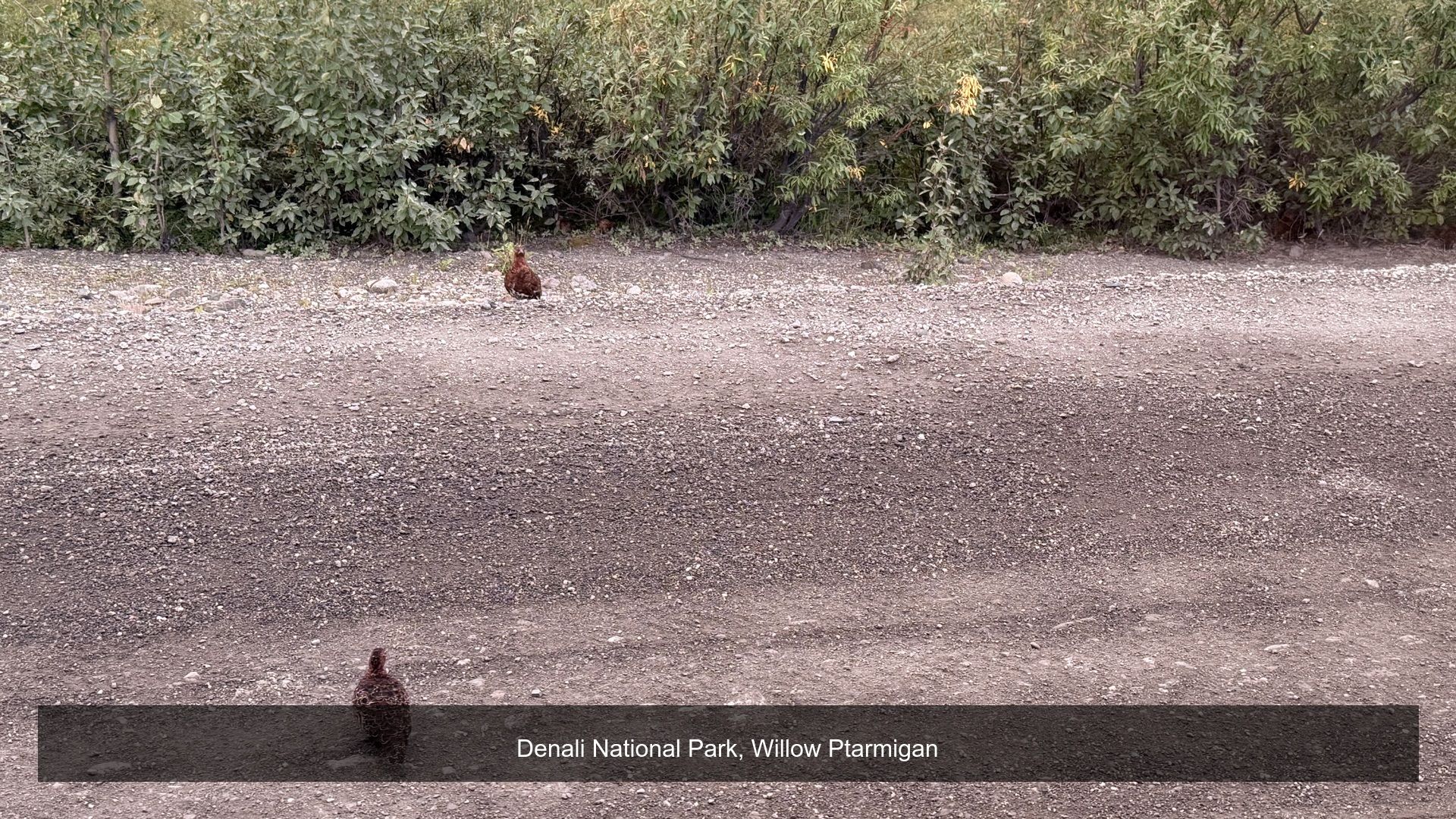 2026-08-17_063802_Willow_Ptarmiga.jpg