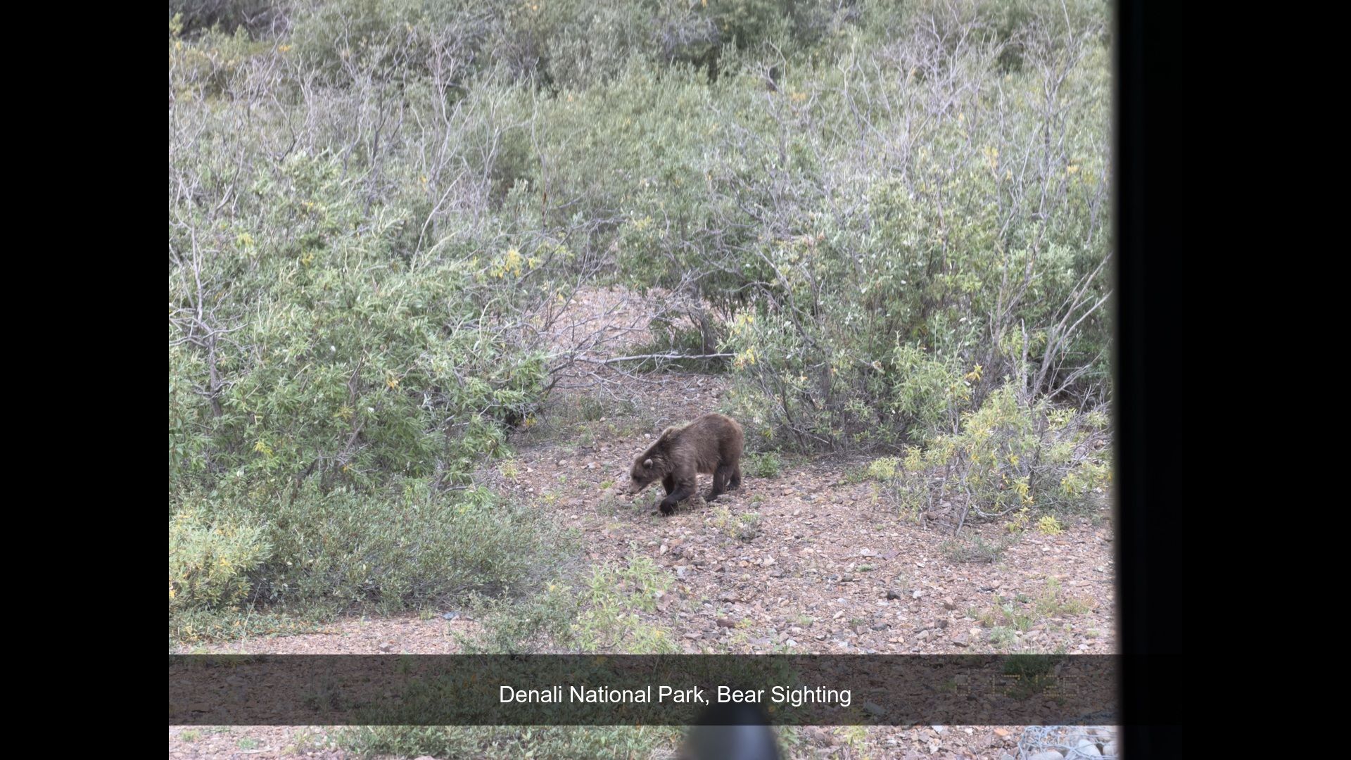 2026-08-17_075420_Bear_Sighting.jpg