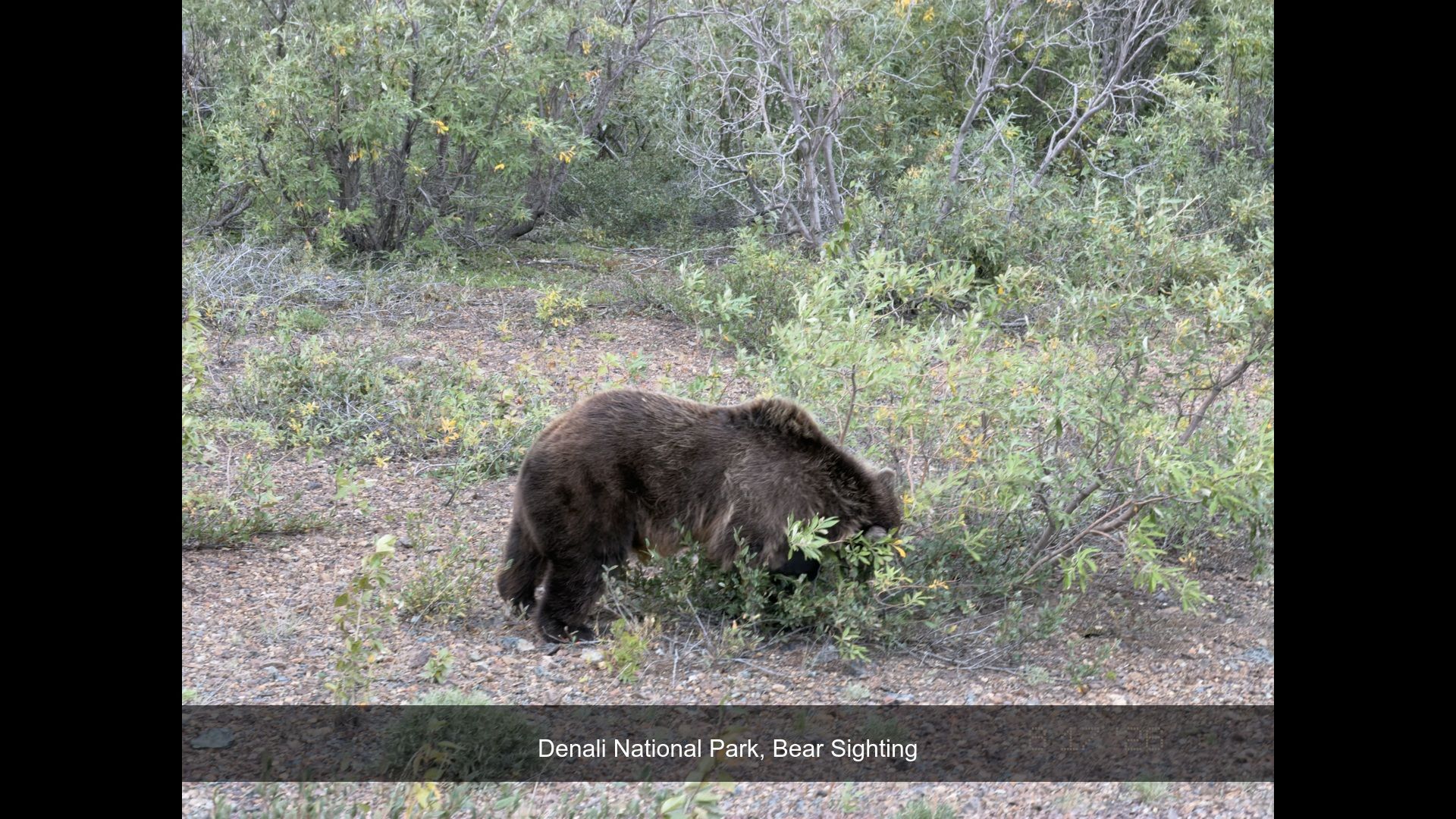 2026-08-17_075806_Bear_Sighting.jpg