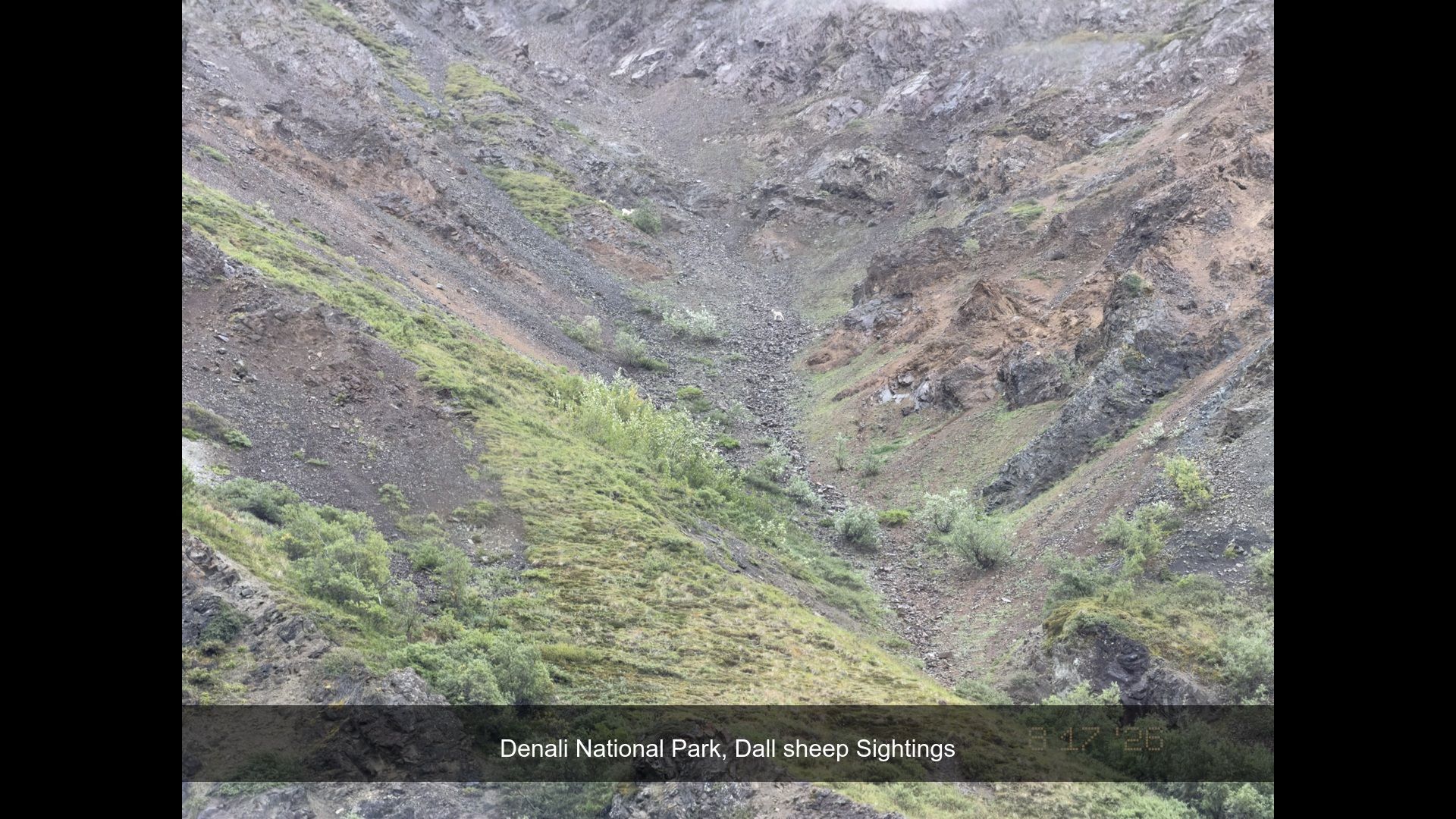 2026-08-17_080706_Dall_sheep_Sigh.jpg