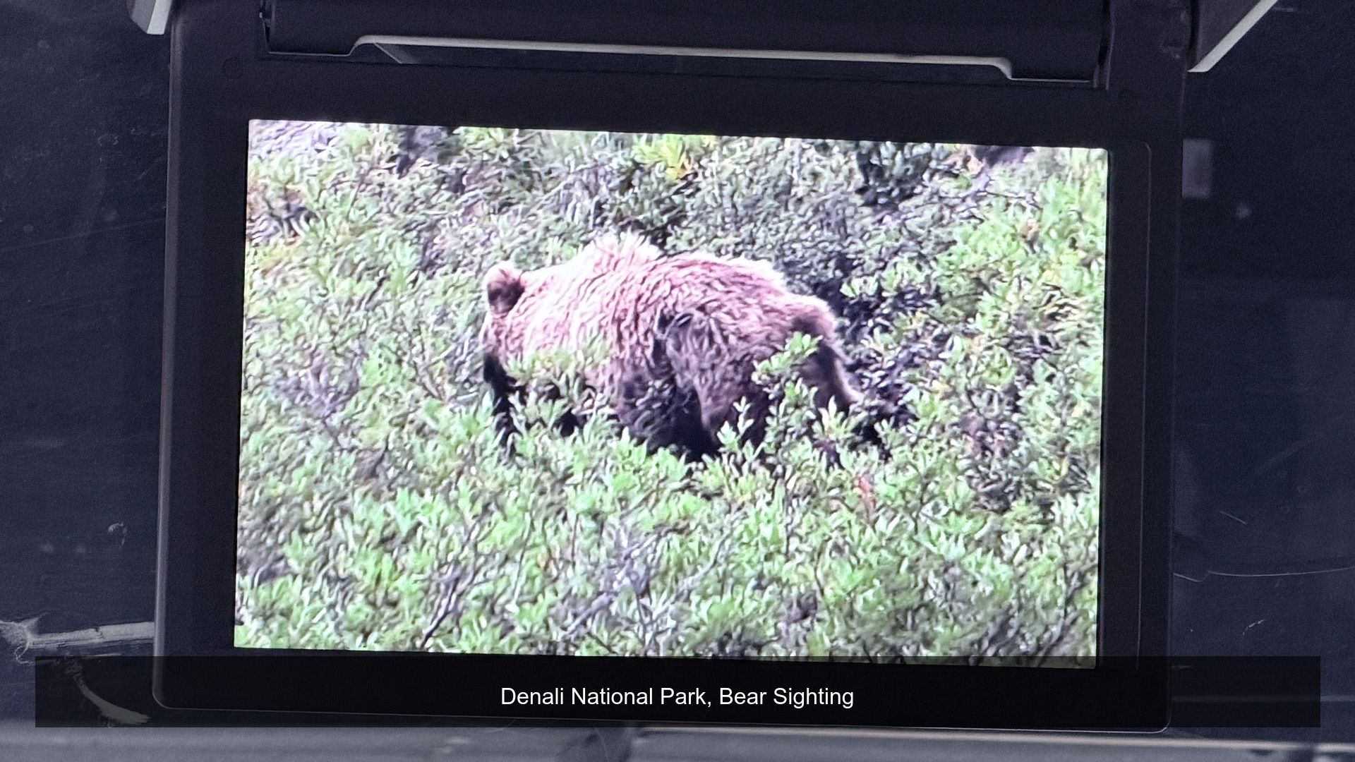 2026-08-17_082016_Bear_Sighting.jpg