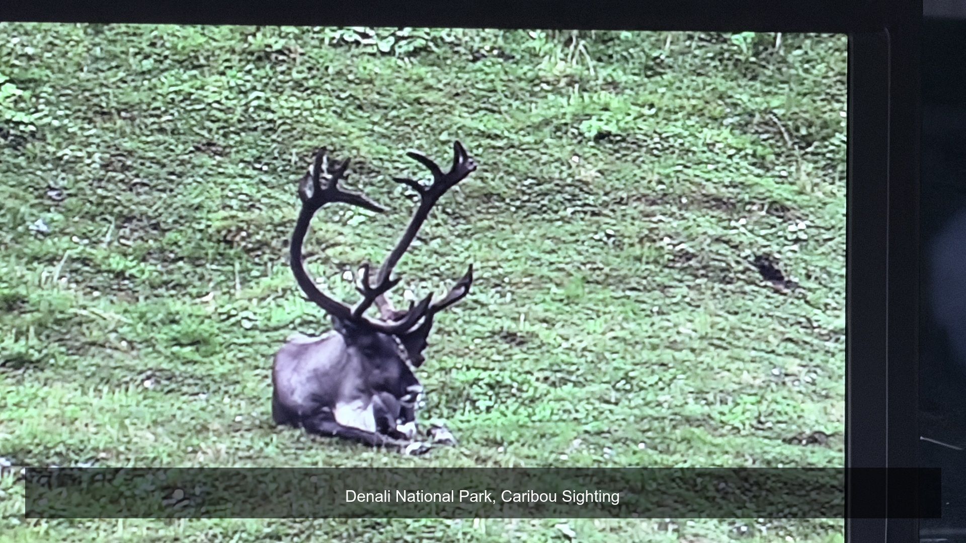 2026-08-17_082539_Caribou_Sightin.jpg