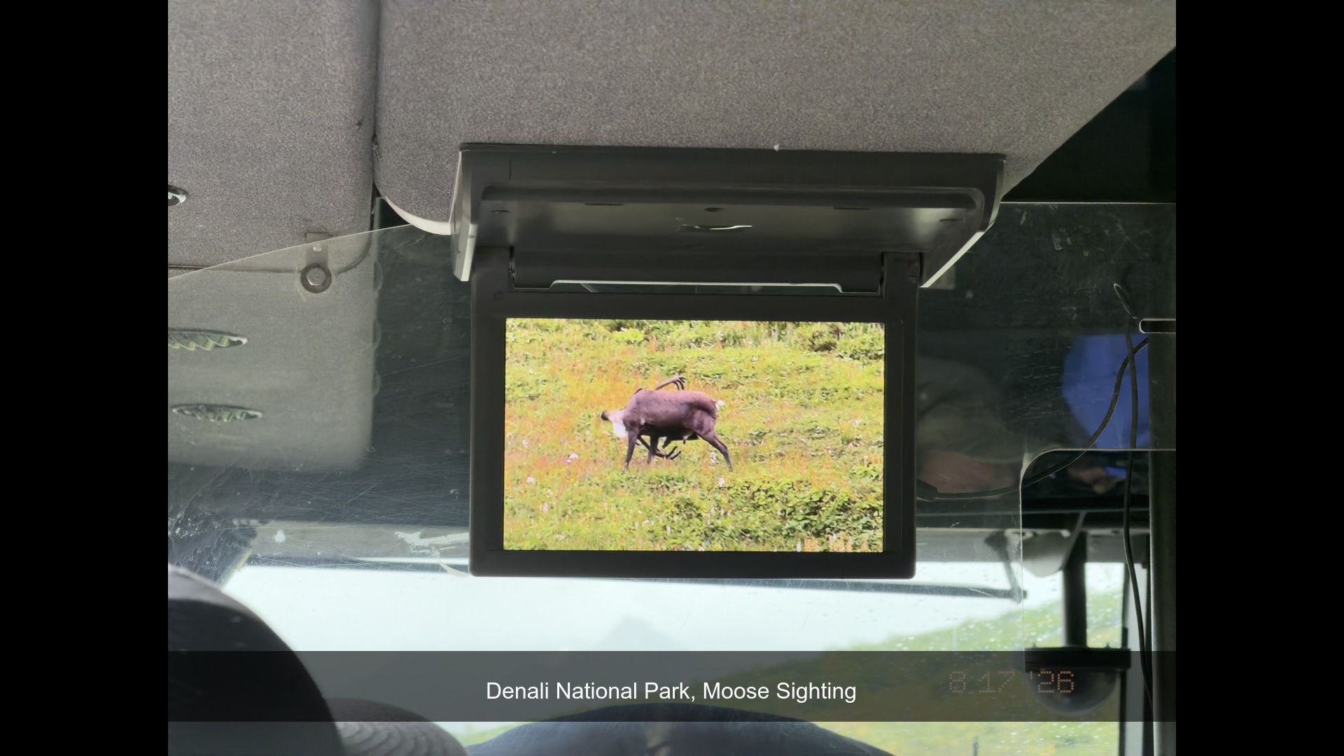 2026-08-17_085457_Moose_Sighting.jpg