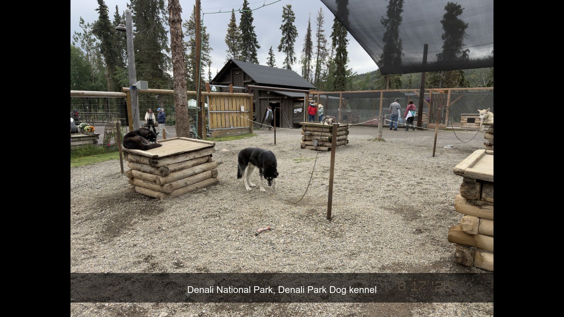 2026-08-17_132558_Denali_Park_Dog.jpg