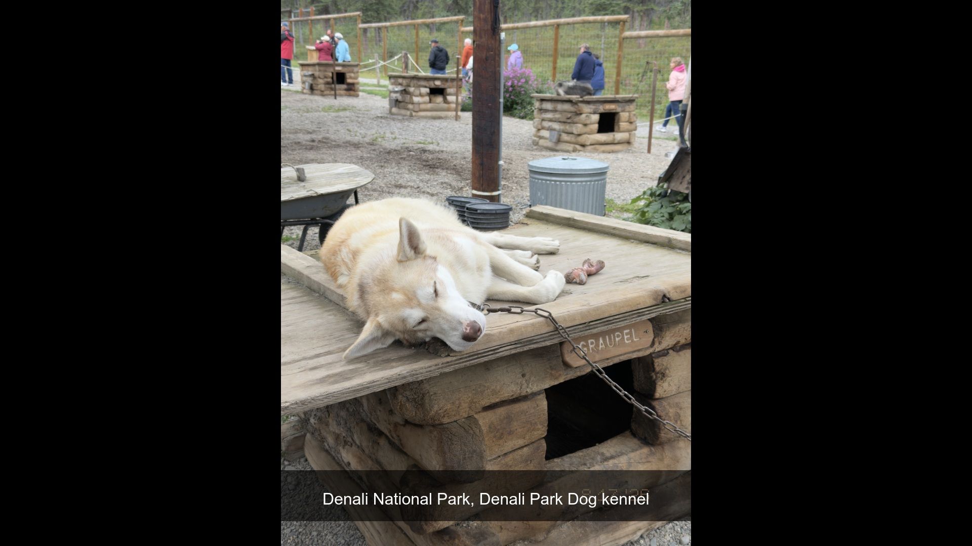 2026-08-17_133154_Denali_Park_Dog.jpg