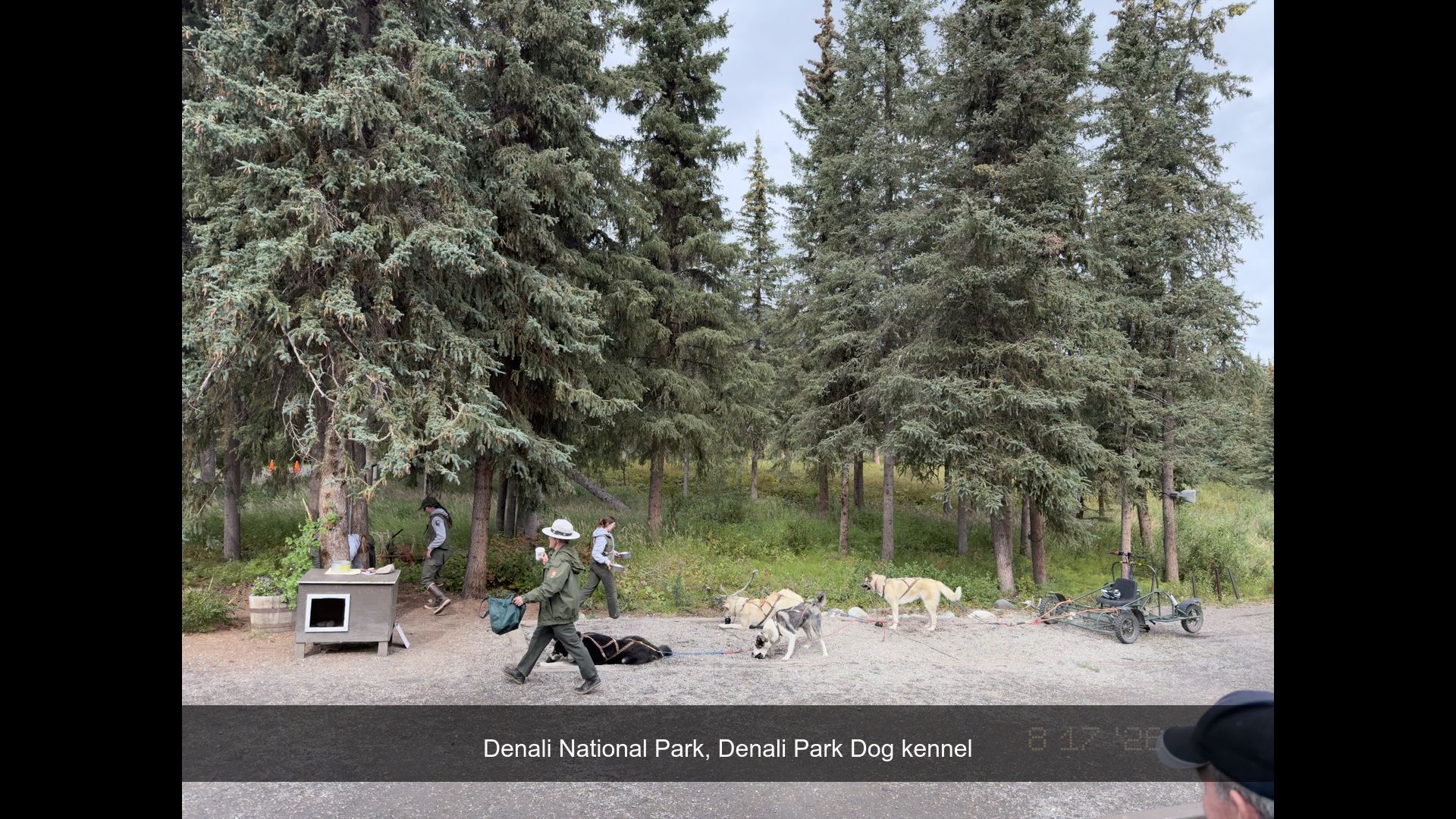 2026-08-17_141238_Denali_Park_Dog.jpg