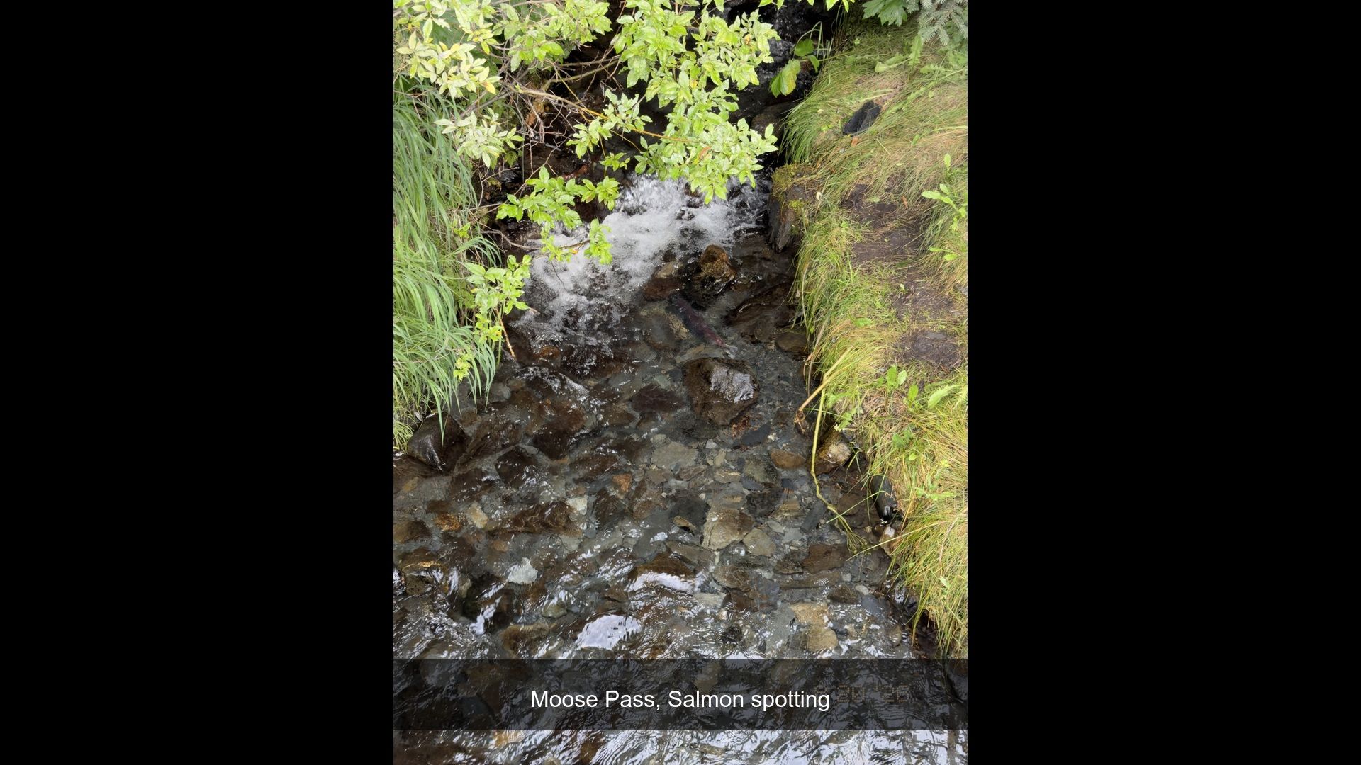 2026-08-20_093634_Salmon_spotting.jpg