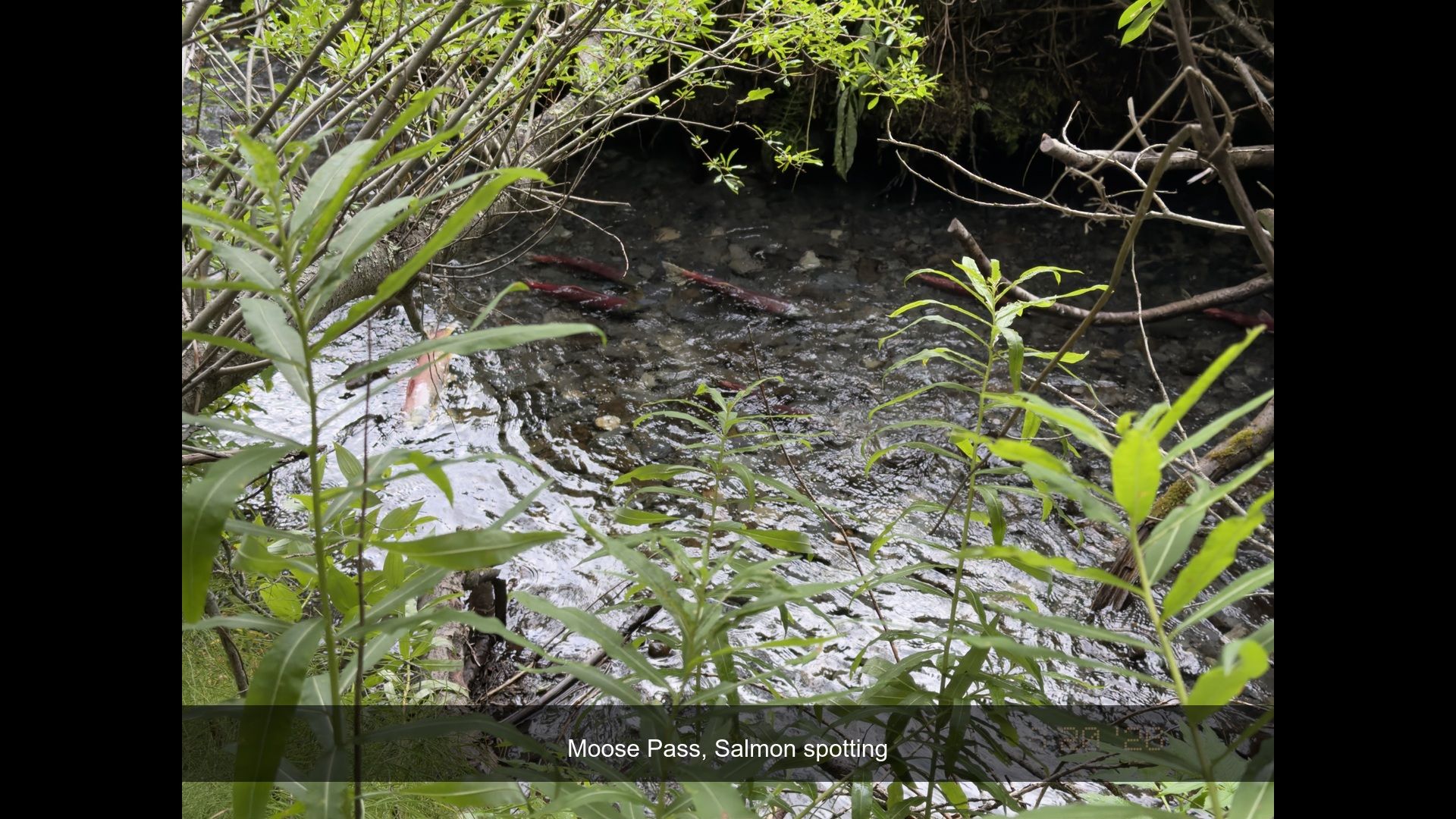 2026-08-20_094339_Salmon_spotting.jpg