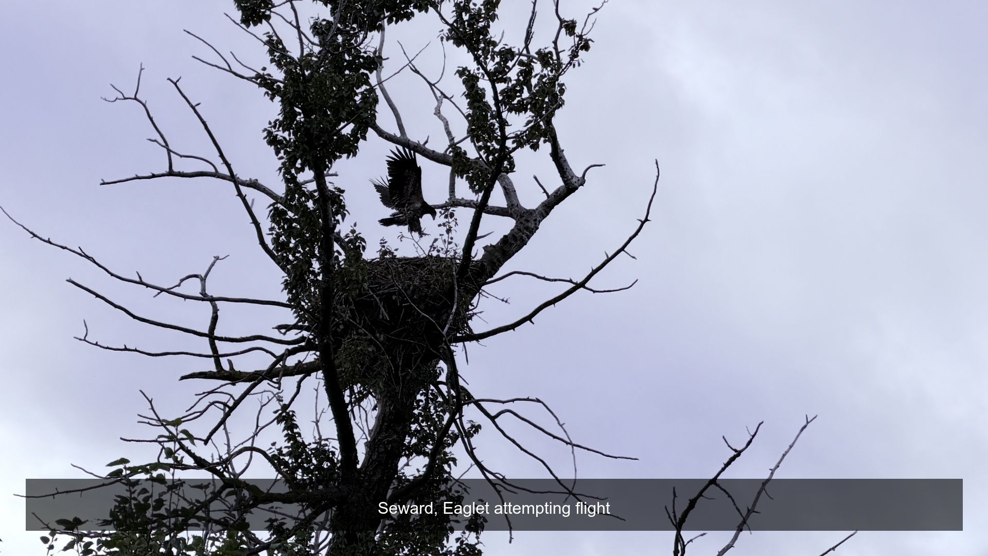 2026-08-20_103145_Eaglet_attempti.jpg