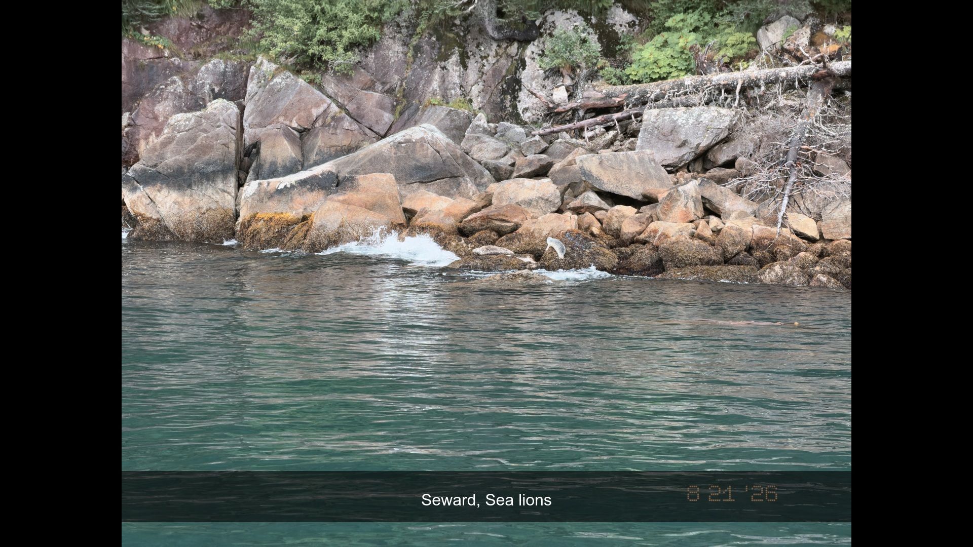 2026-08-21_130429_Sea_lions.jpg