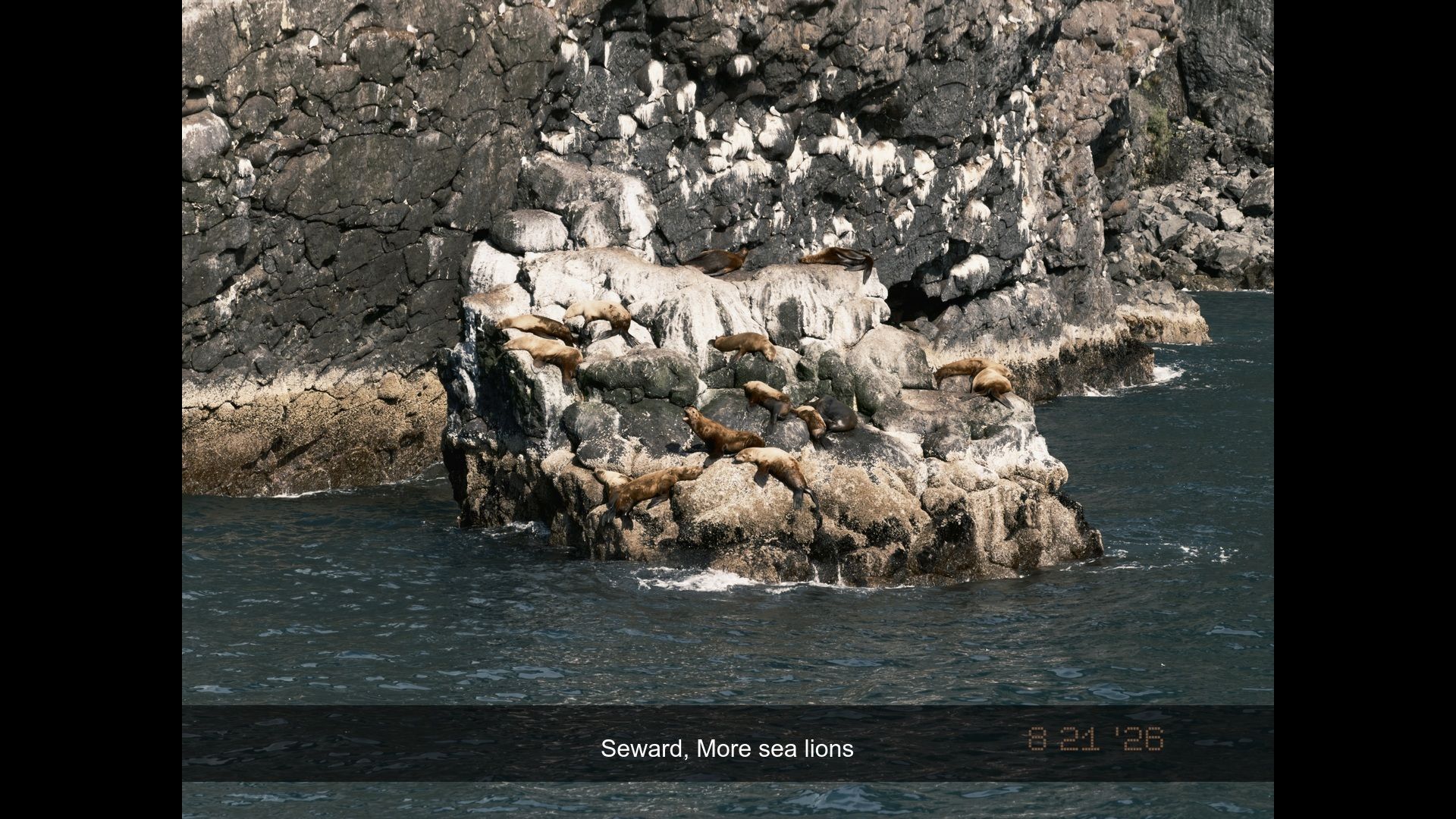 2026-08-21_160912_More_sea_lions.jpg