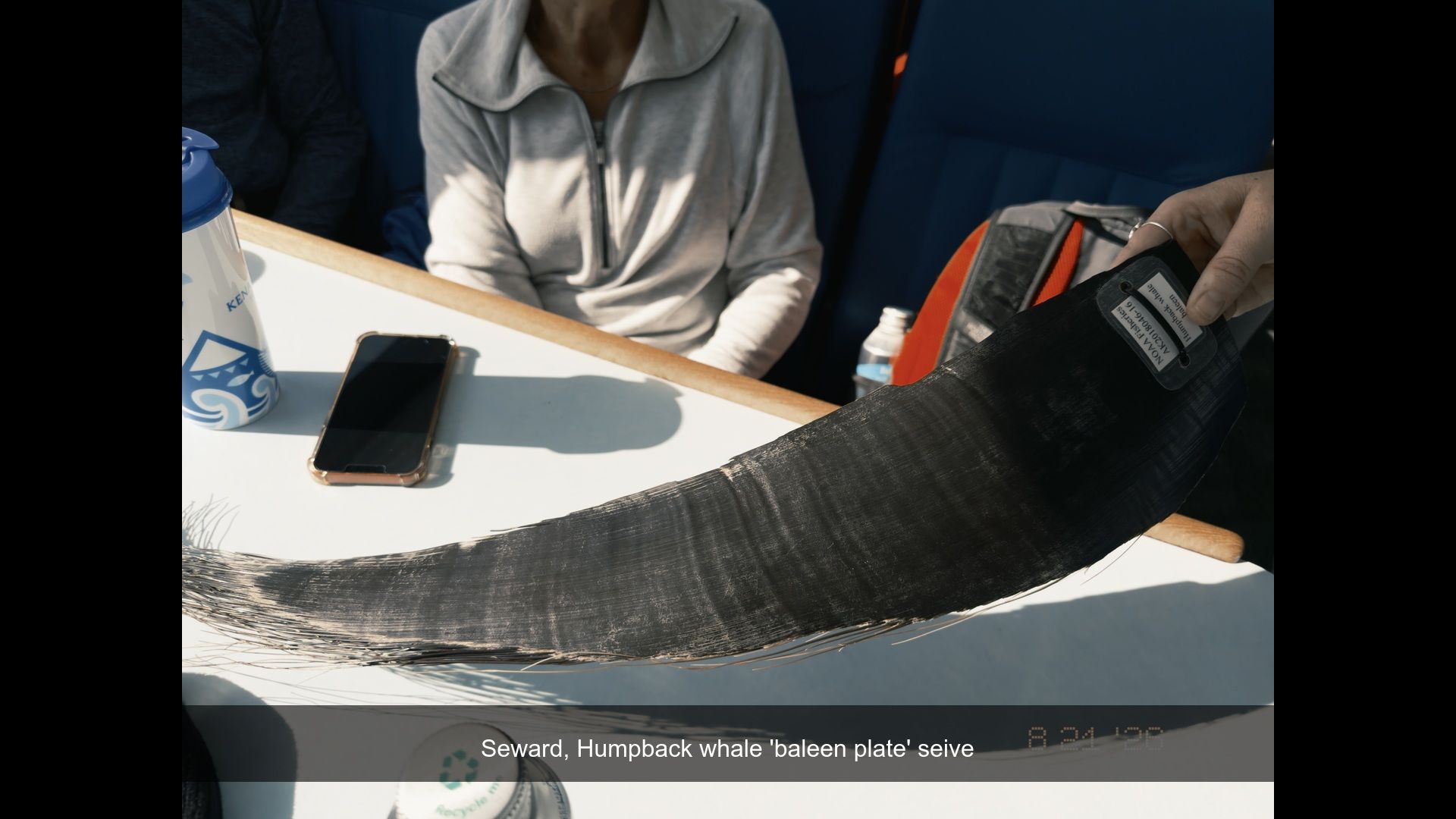 2026-08-21_165208_Humpback_whale_.jpg
