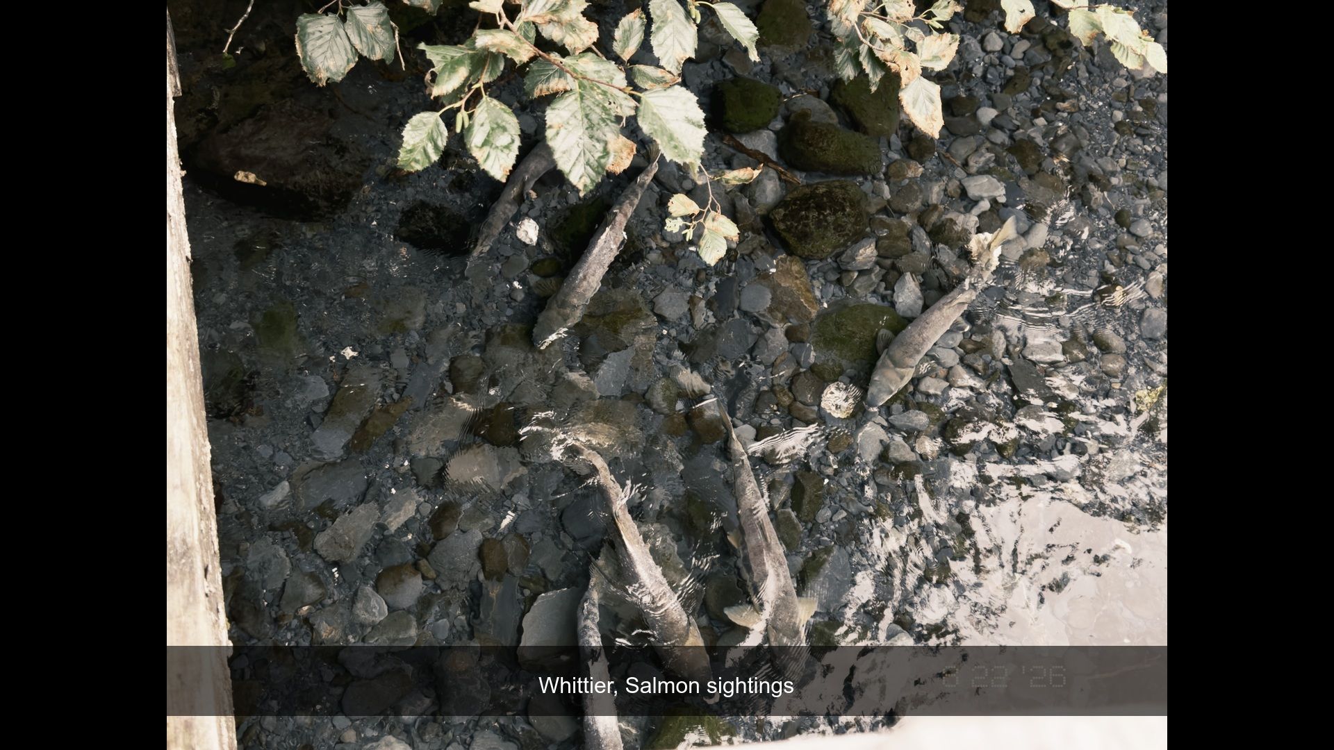 2026-08-22_105546_Salmon_sighting.jpg